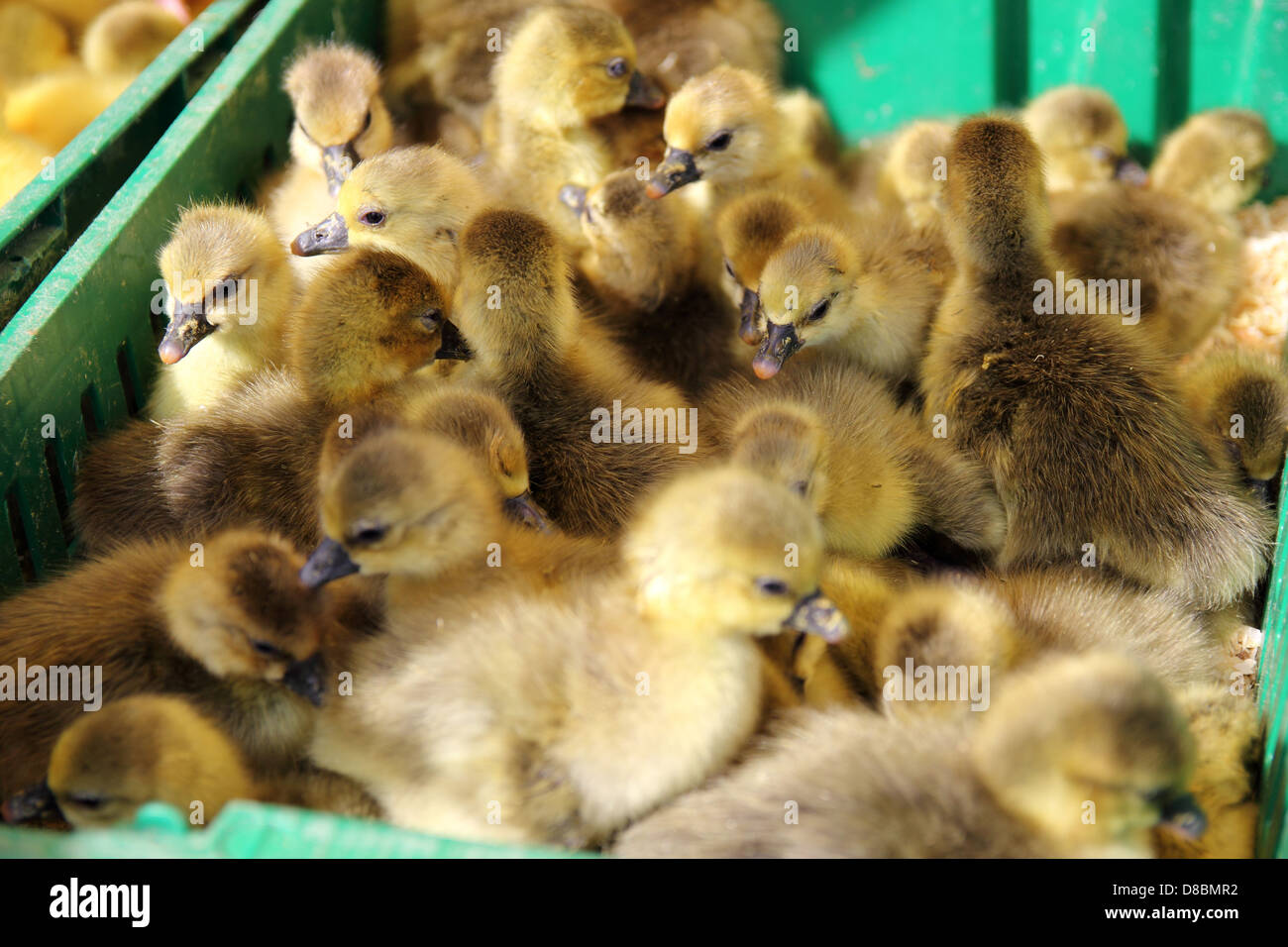 beautiful little ducklings sold in wet markets Stock Photo
