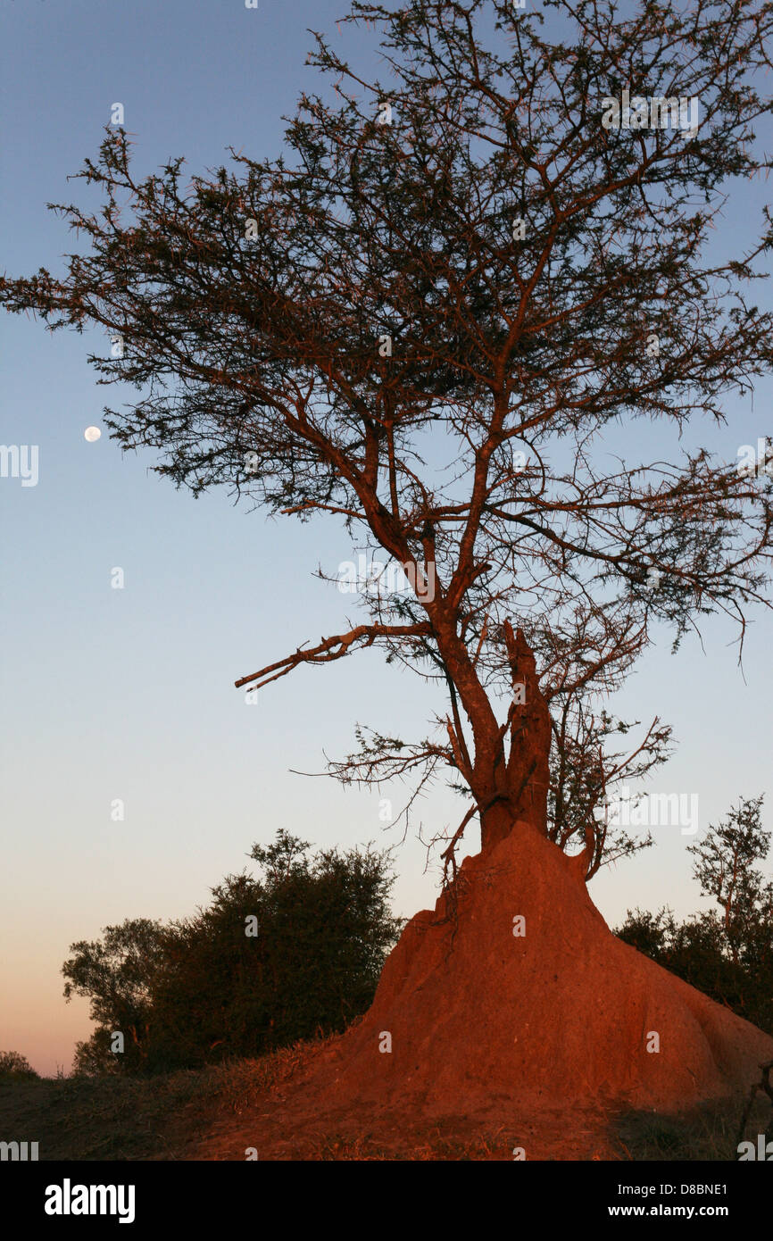 Serengeti tree coming out of an ant hill with bushes behind. Stock Photo