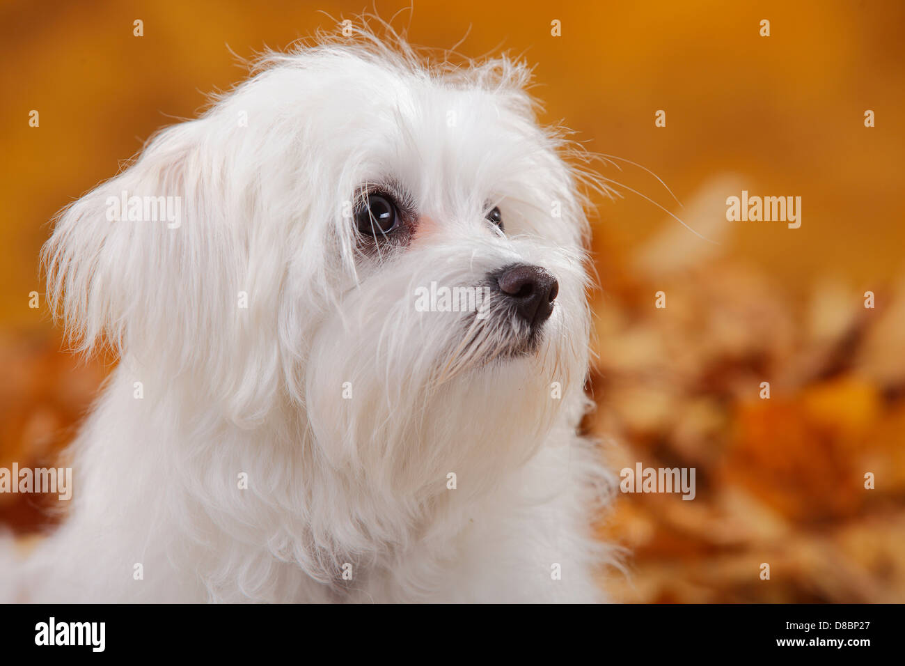 Malteser dog hi-res stock photography and images - Alamy