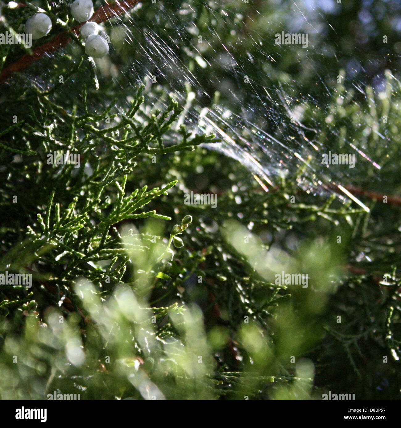 spider web in juniper tree Stock Photo Alamy
