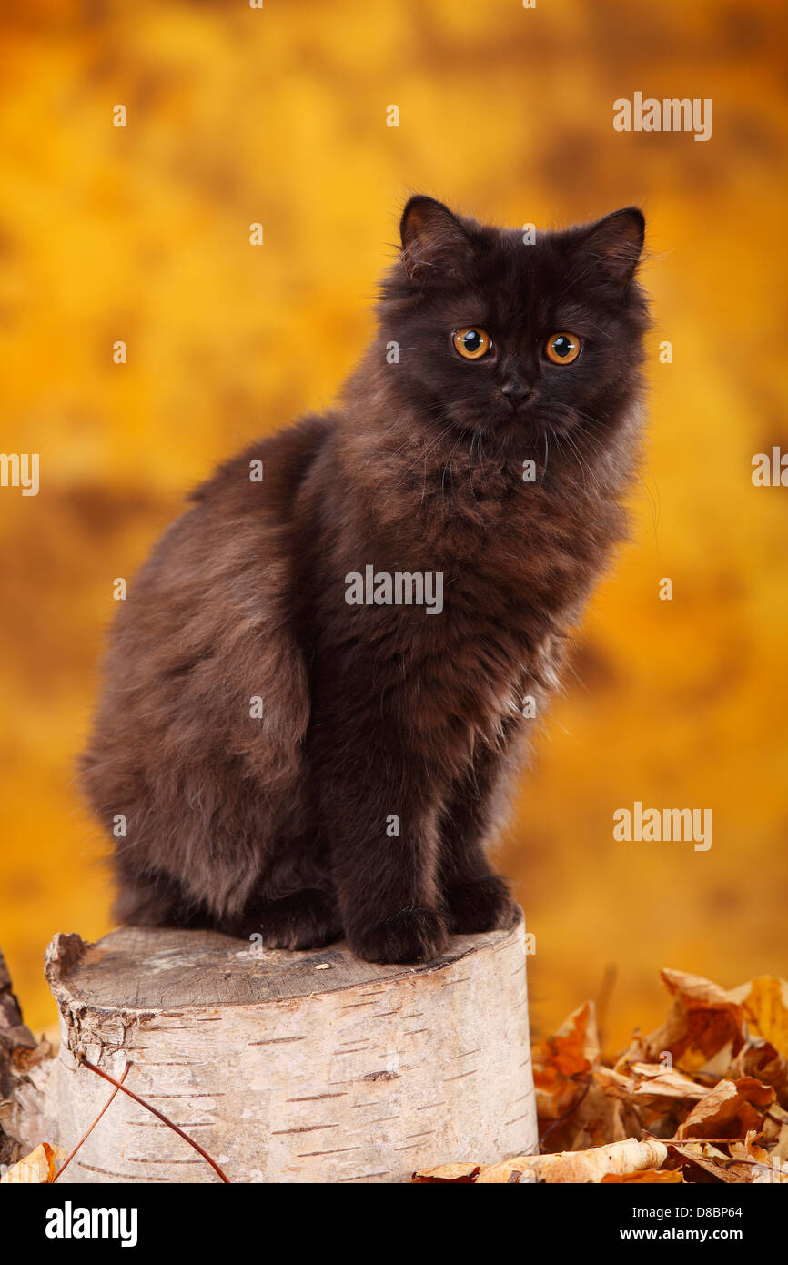 British Longhair Cat, 6 months, black / Highlander, Lowlander, Britanica Stock Photo