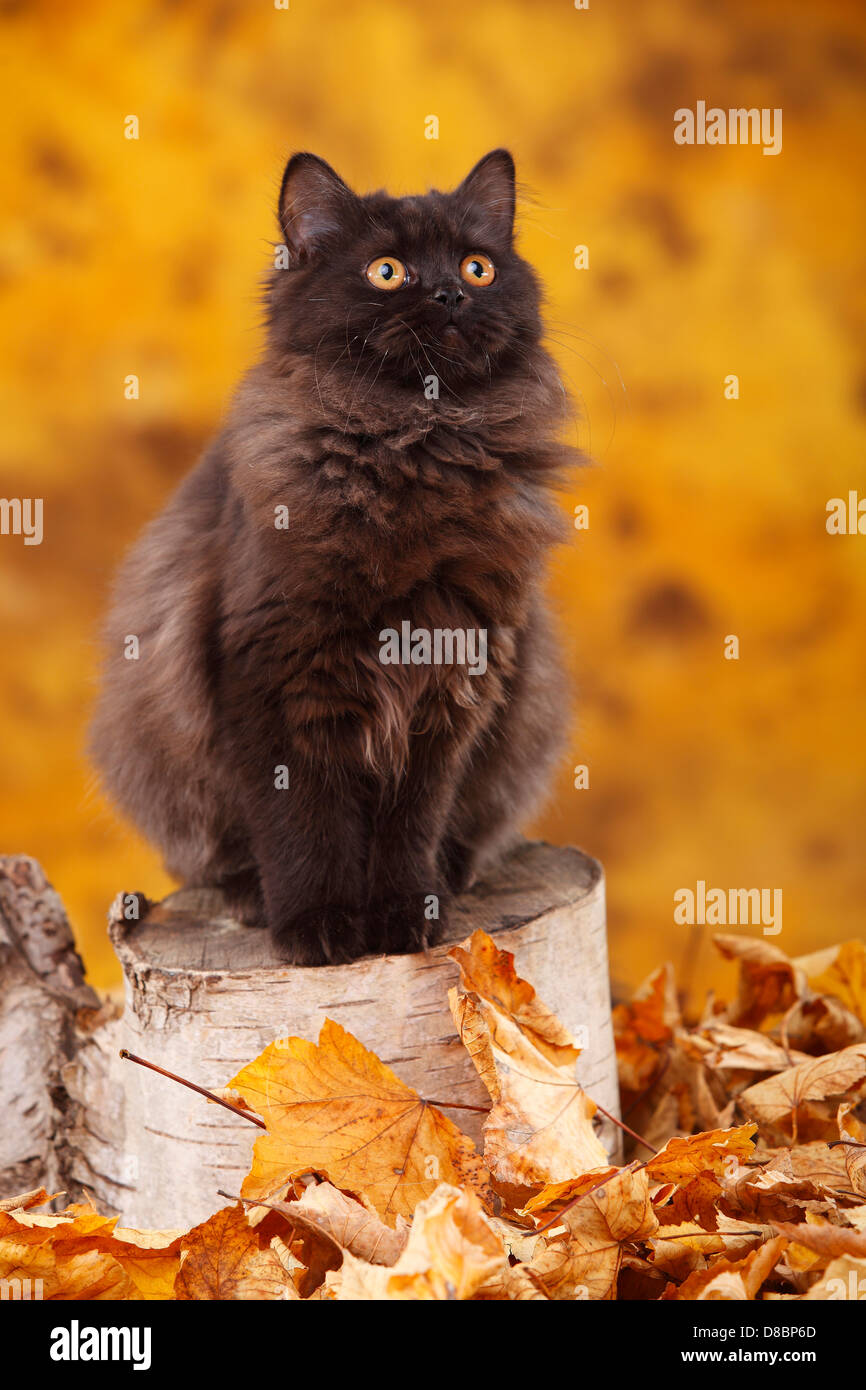 British Longhair Cat, 6 months, black / Highlander, Lowlander, Britanica Stock Photo