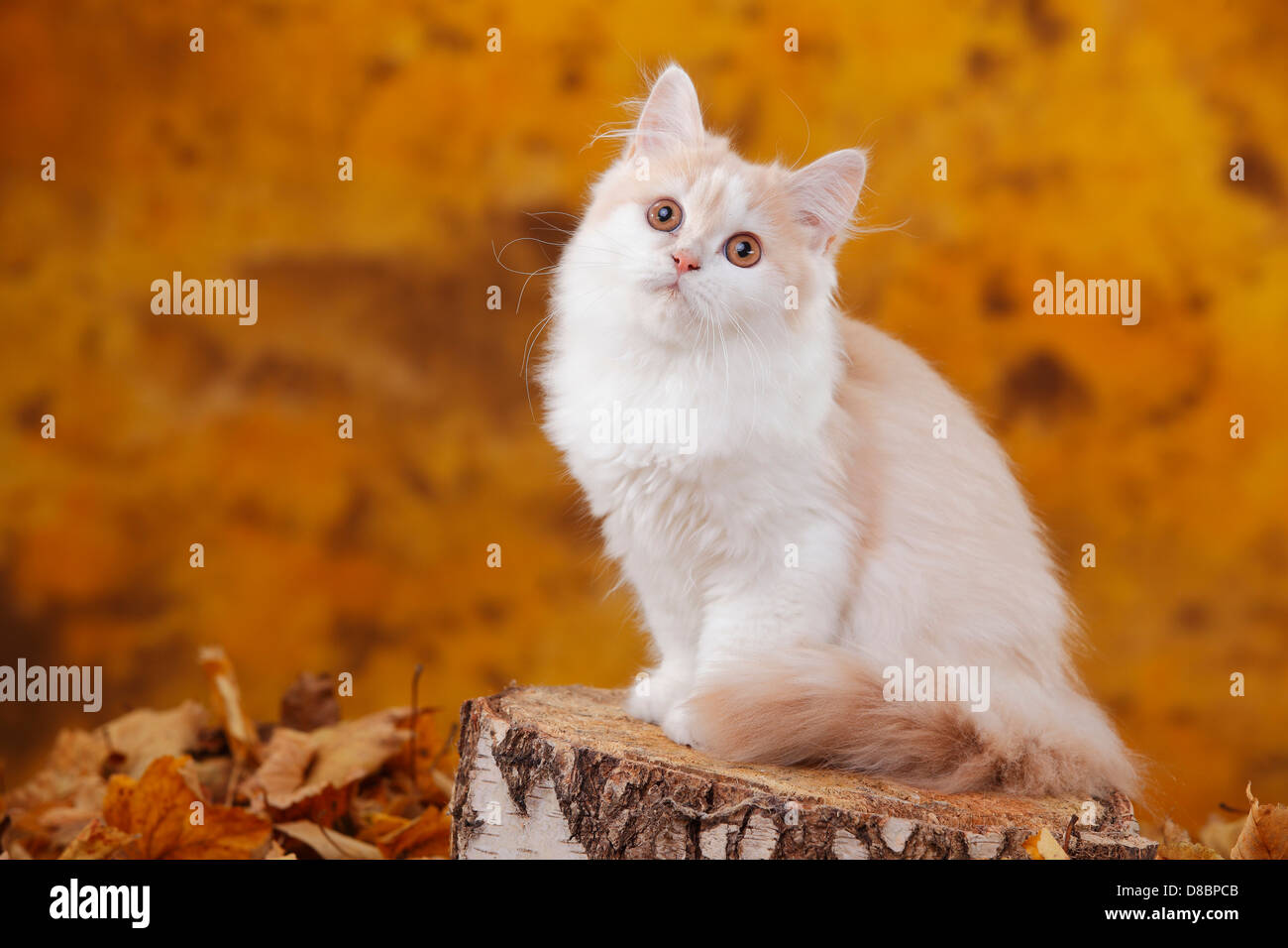 British Longhair Cat, 6 months, cream-white / Highlander, Lowlander, Britanica Stock Photo