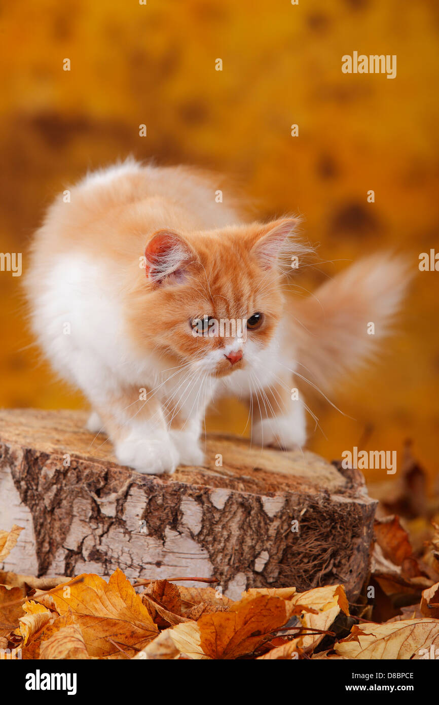British Longhair Cat, 6 months, red-tabby-mackarel-white / Highlander, Lowlander, Britanica Stock Photo