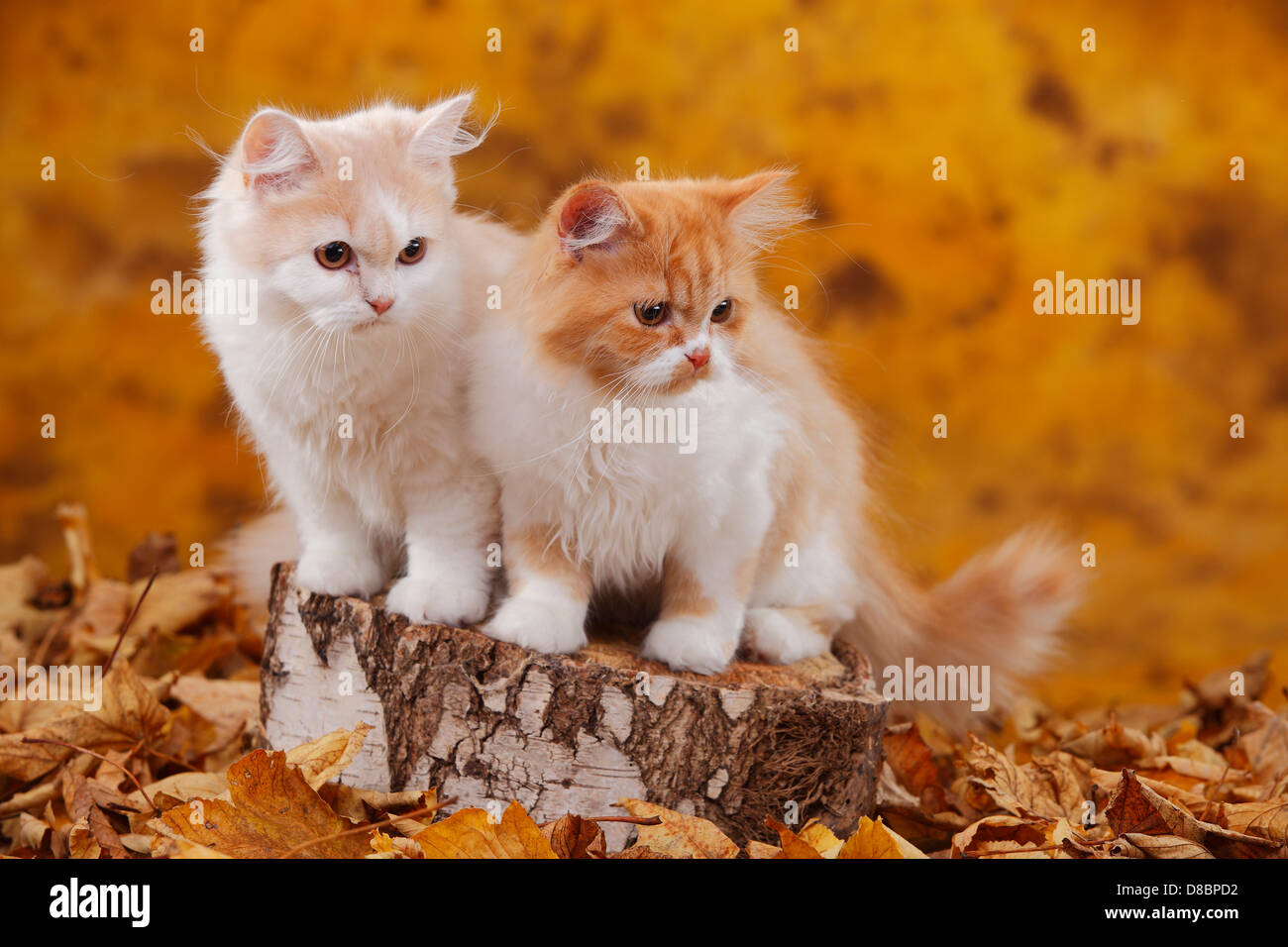 British Longhair Cats, brothers, 6 months, red-tabby-mackarel-white and cream-white / Highlander, Lowlander, Britanica Stock Photo