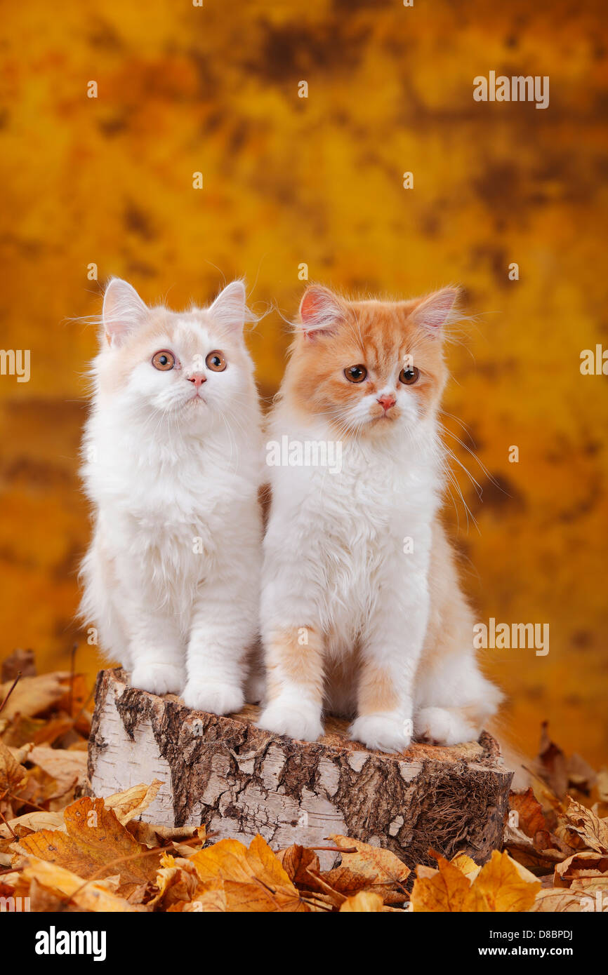 British Longhair Cats Brothers 6 Months Red Tabby Mackarel