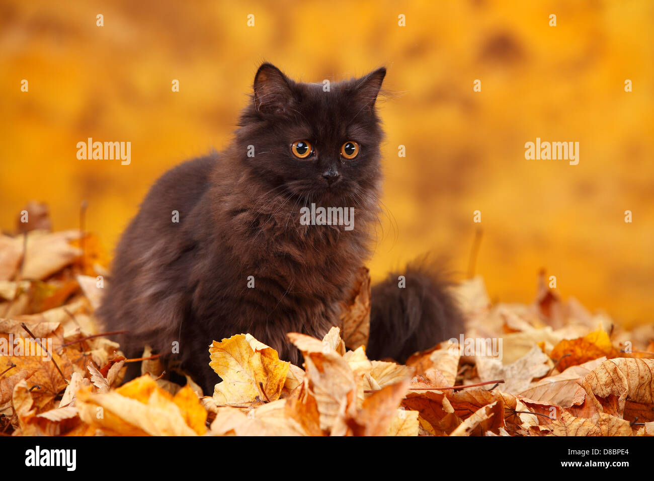 British Longhair Cat, 6 months, black / Highlander, Lowlander, Britanica, autumn foliage Stock Photo