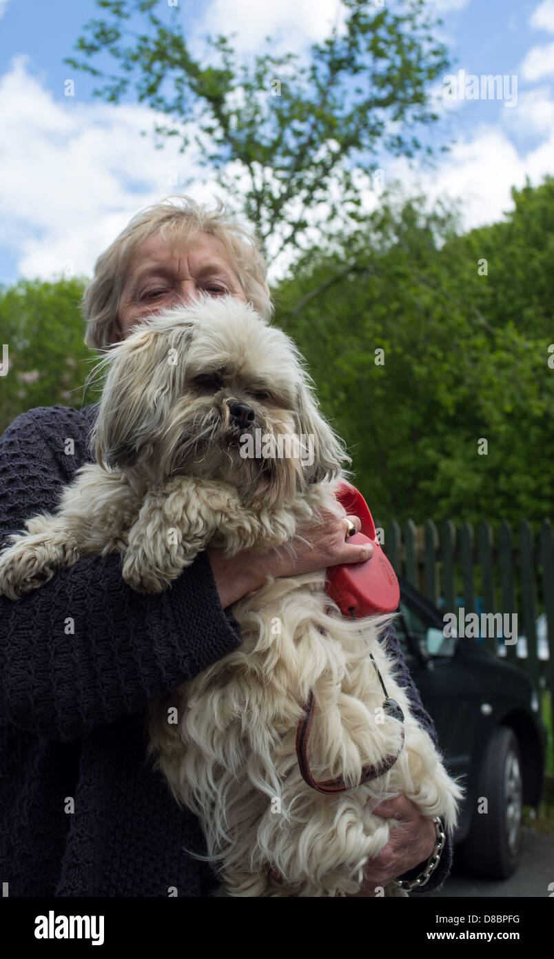 Ashburton, Devon, England. Lhasa Apso dog and her lady owner. Stock Photo