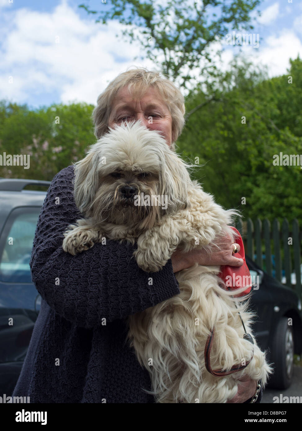 Ashburton, Devon, England. Lhasa Apso dog and her lady owner. Stock Photo