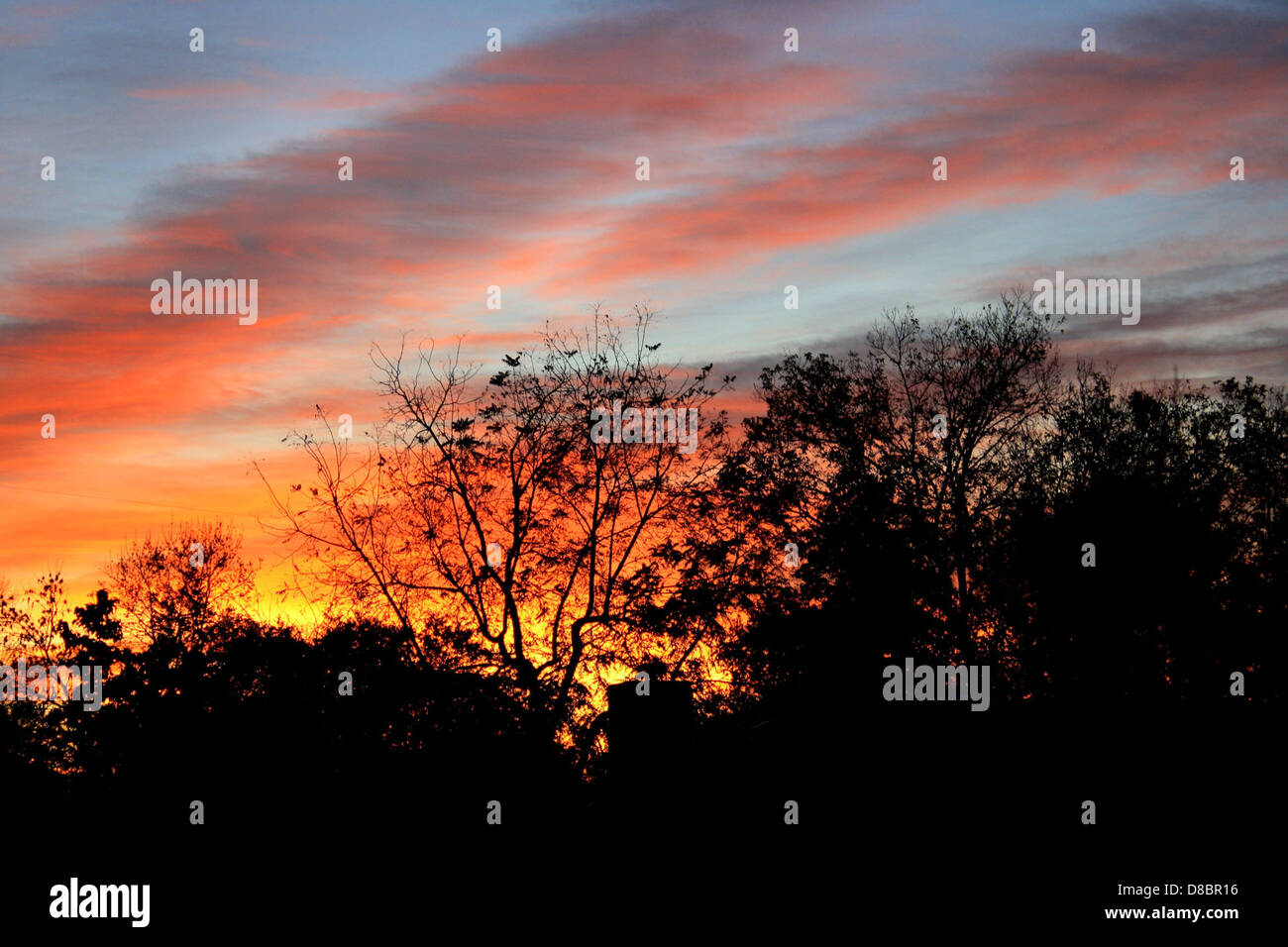sunset through trees Stock Photo - Alamy
