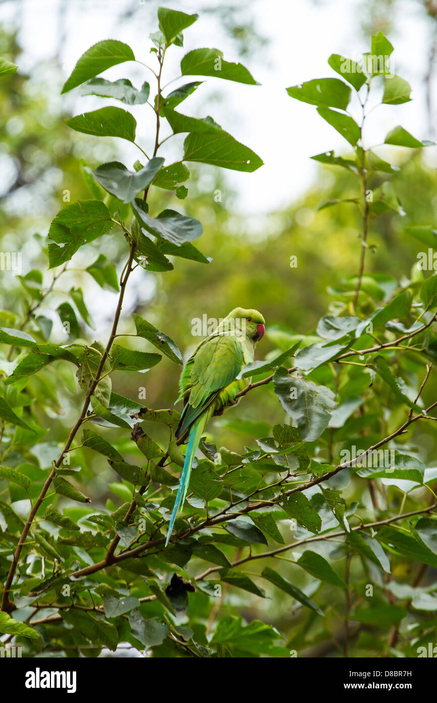 Indian Ringnecked Parakeet parrot on the tree Stock Photo