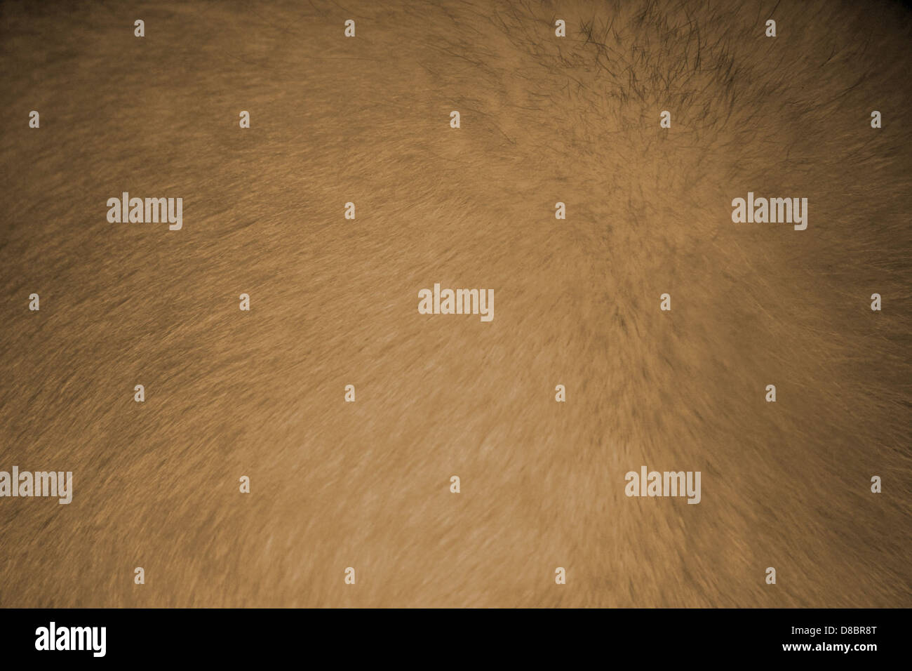 Light tan coat hi-res stock photography and images - Alamy