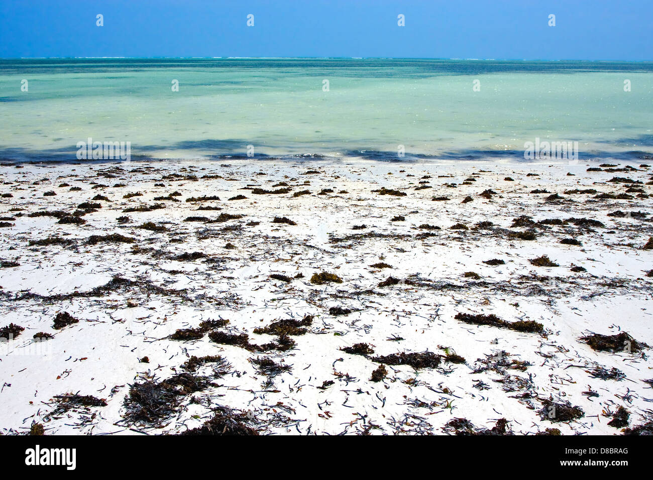 seaweed beach and sea in zanzibar coastline Stock Photo Alamy