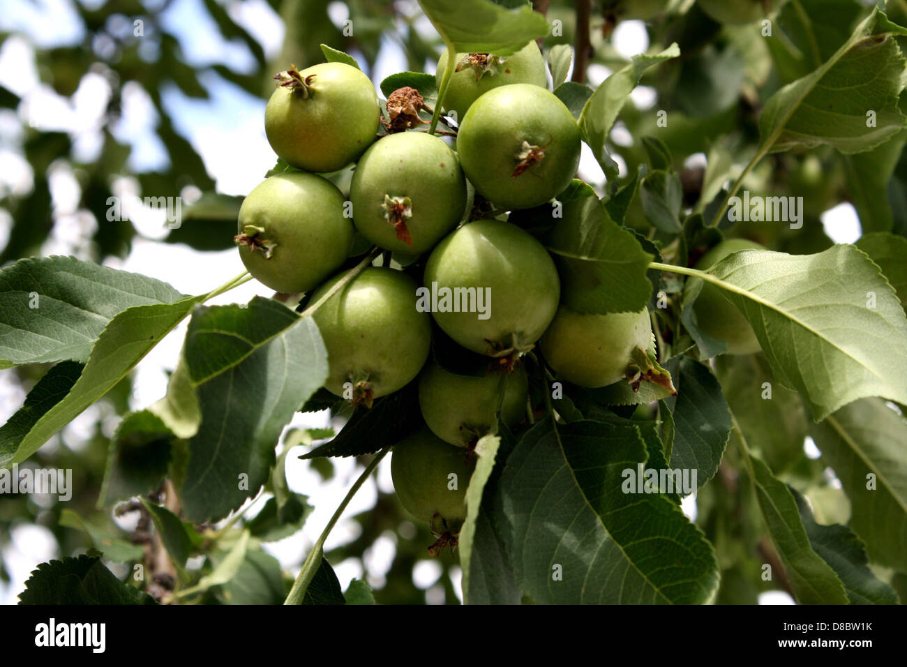 Tiny green apples on tree hi-res stock photography and images - Alamy