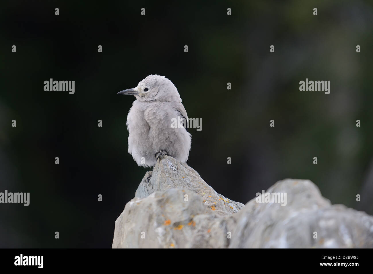 Profile of a Clark's Nutcracker bird perched on a rock in Banff