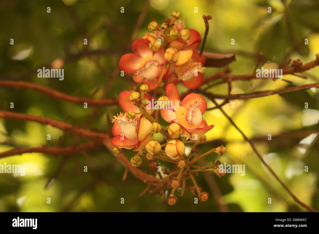 Flowers of the Cannonball Tree, pictured on 23.12.2012 in Chiang Mai, Thailand. Photo: Fredrik von Erichsen Stock Photo