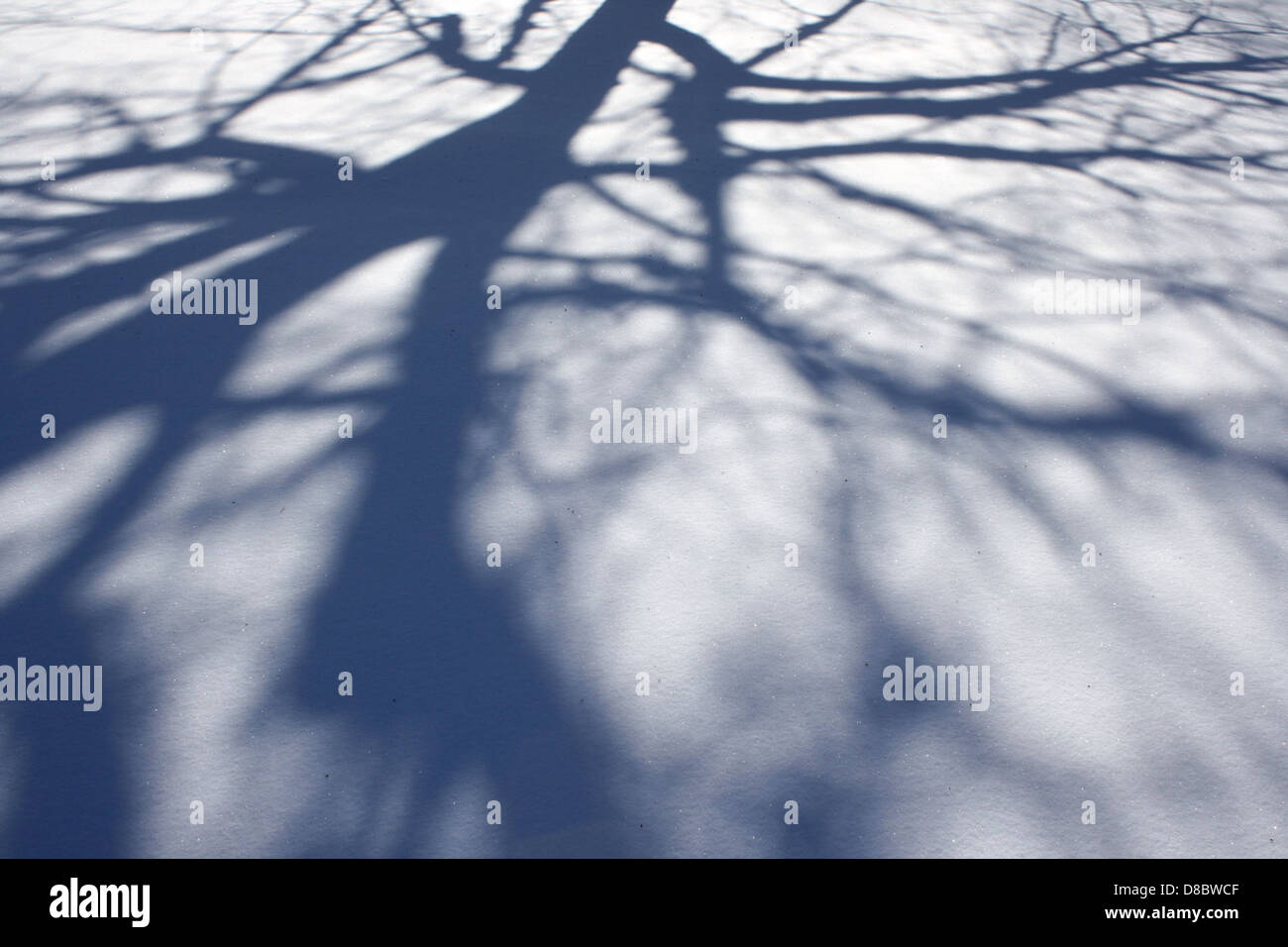 tree branch shadows on snow Stock Photo - Alamy