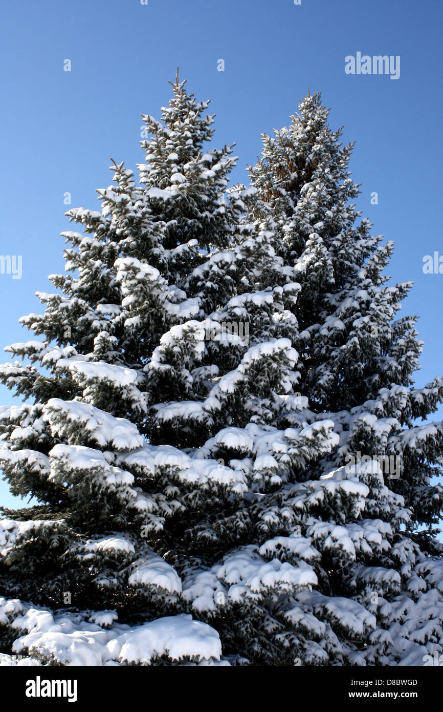 Two pine trees stand hi-res stock photography and images - Alamy