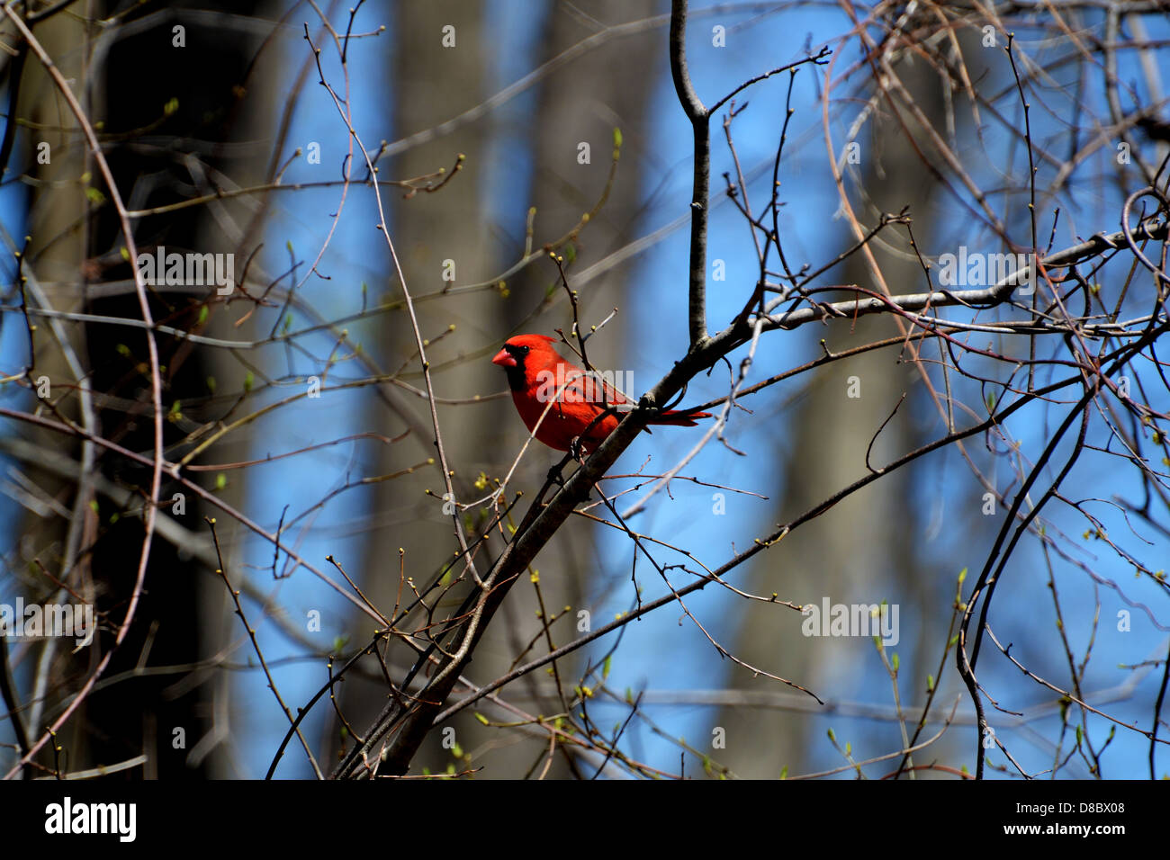 Bright Red Cardinal in a Tree in Spring Stock Photo