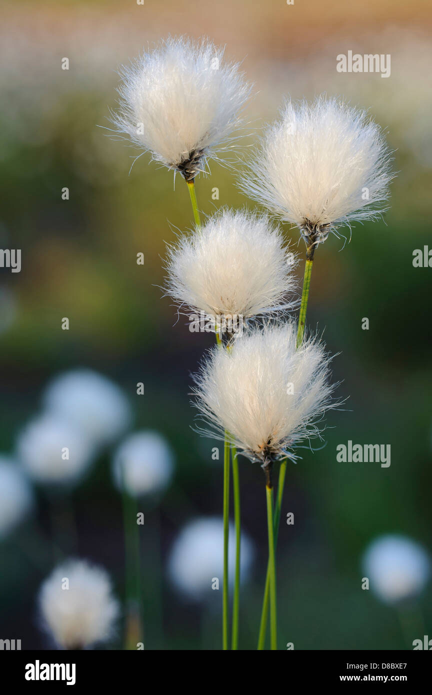 hare's-tail cottongrass, eriophorum vaginatum, goldenstedter moor, lower saxony, germany Stock Photo