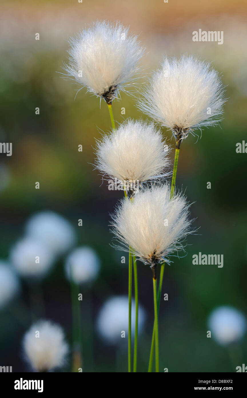 hare's-tail cottongrass, eriophorum vaginatum, goldenstedter moor, lower saxony, germany Stock Photo