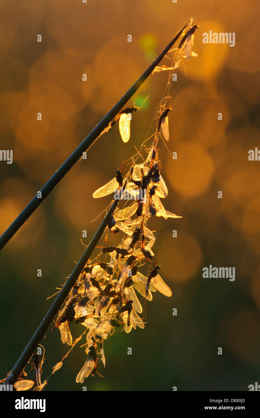 mayflies, ephemeroptera, goldenstedter moor, lower saxony, germany Stock Photo
