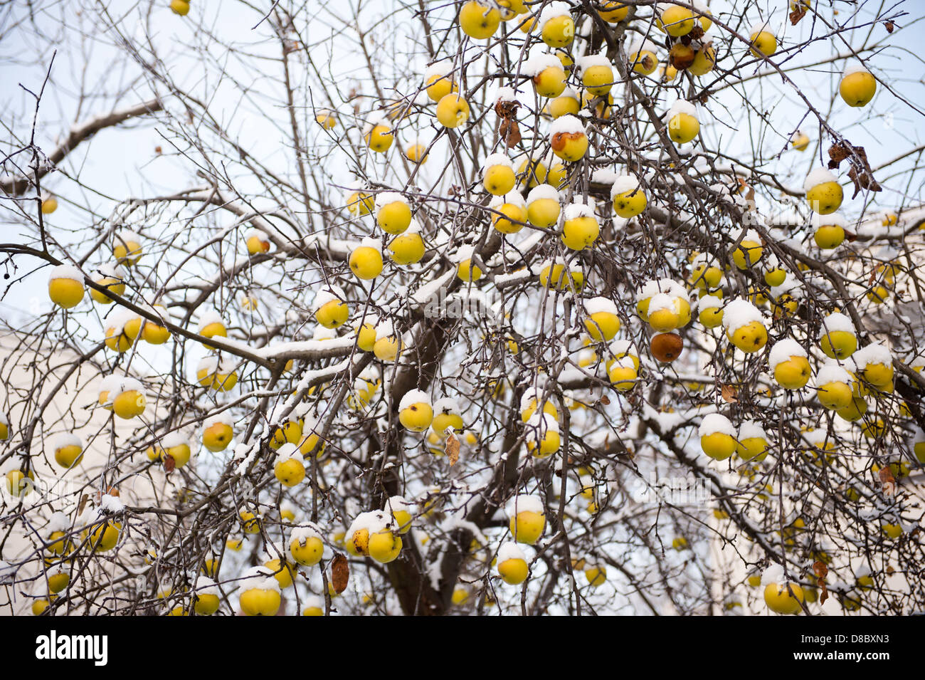 old apples sag on tree in snow Stock Photo