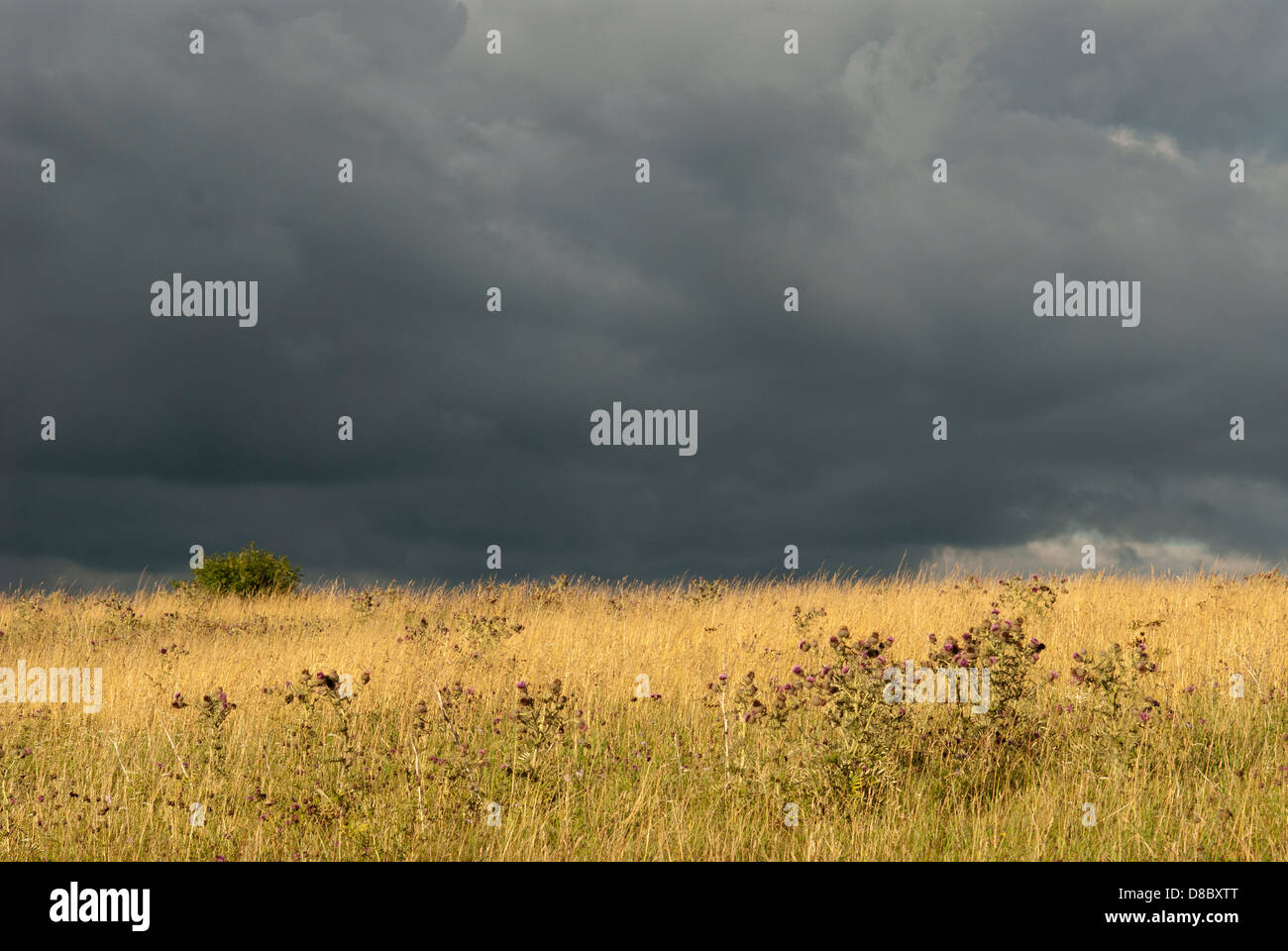 black clouds sunny meadow Stock Photo