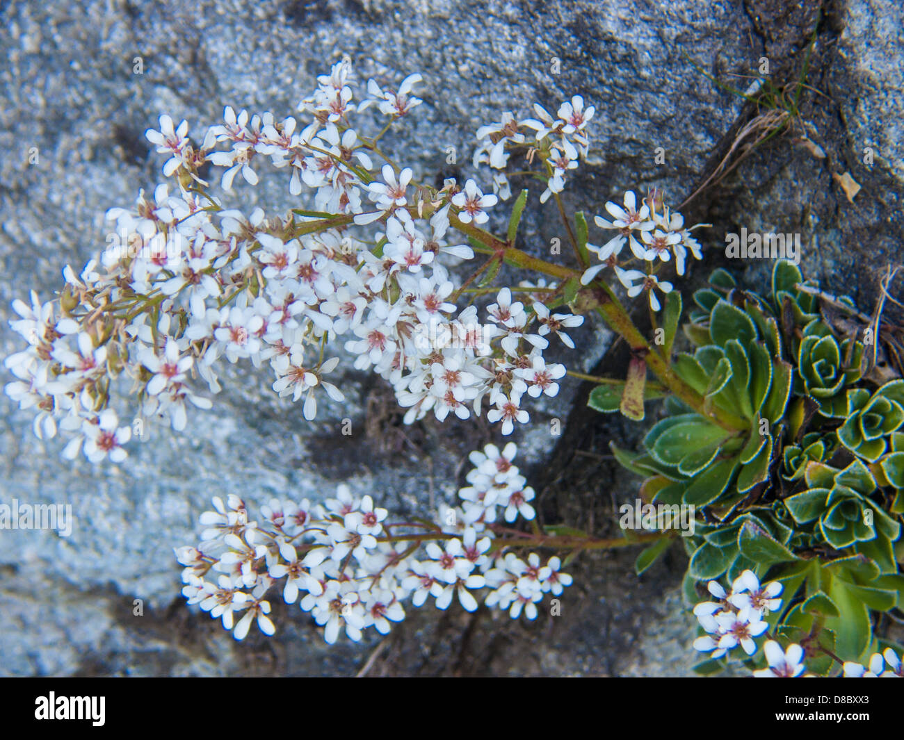 Saxifraga longifolia Stock Photo