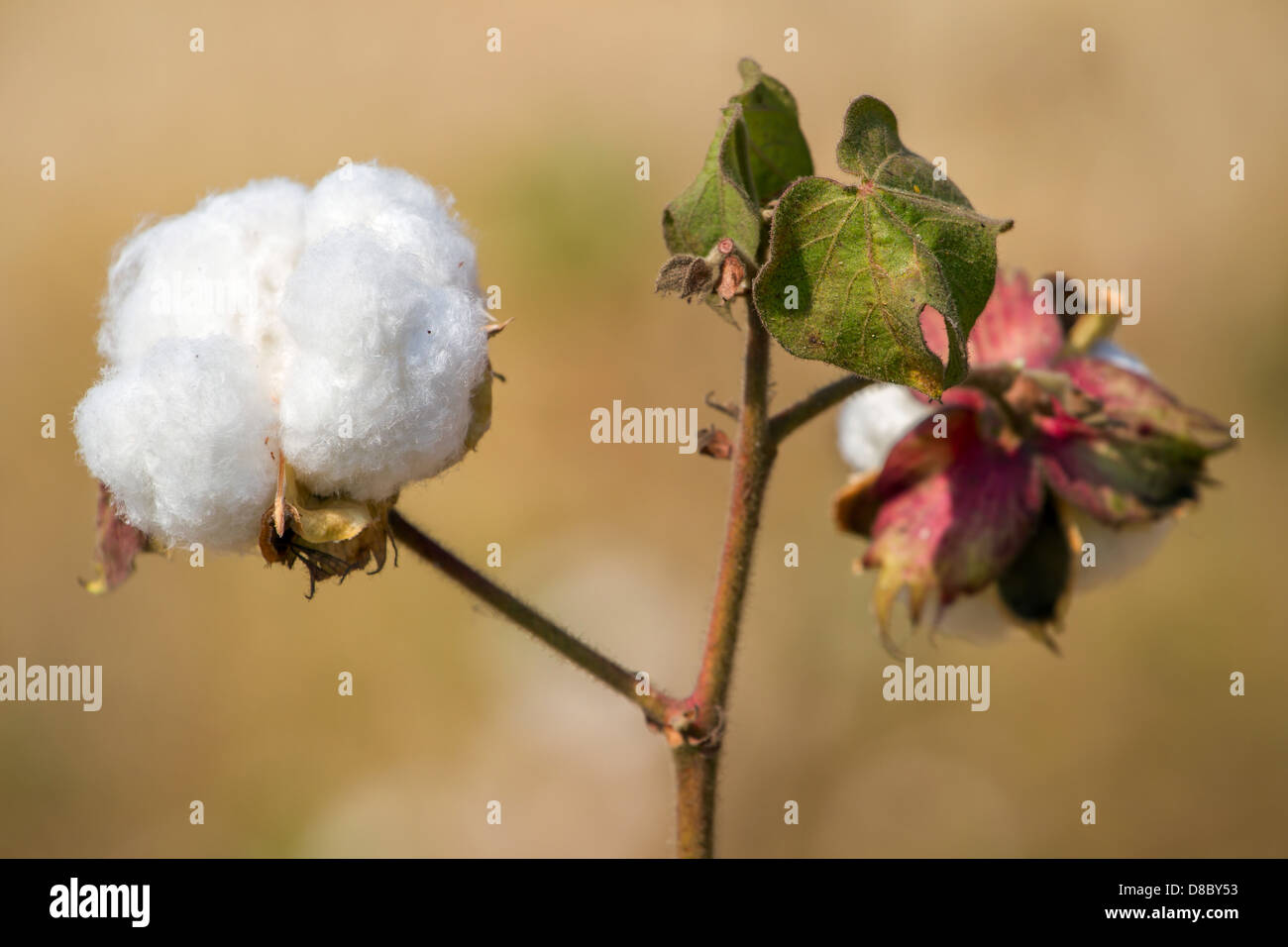 Cotton plant closeup Stock Photo - Alamy