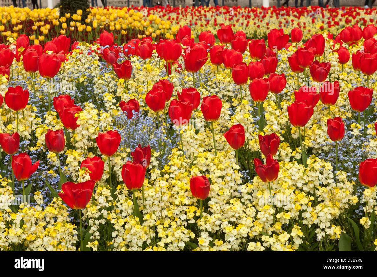 Red Tulips in a flower bed Stock Photo