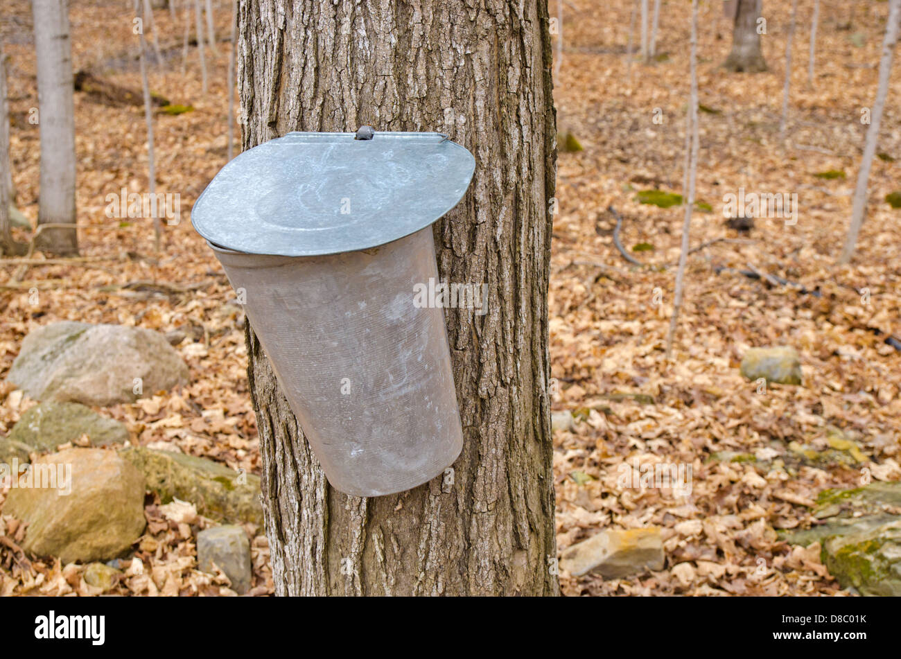 Pail used to collect sap of maple trees to produce maple syrup in ...