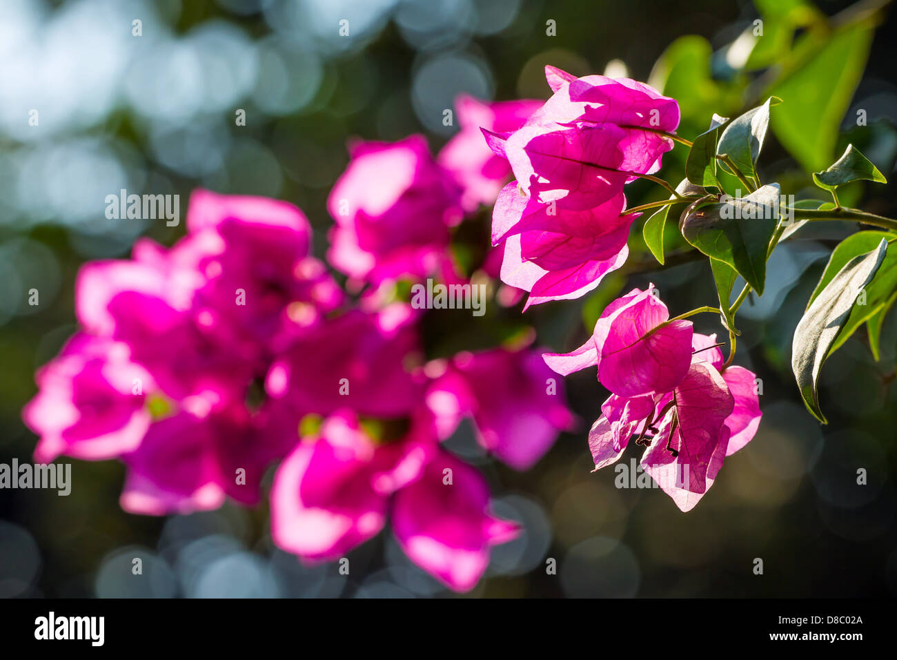 Pink flowers on the blooming tree branch Stock Photo