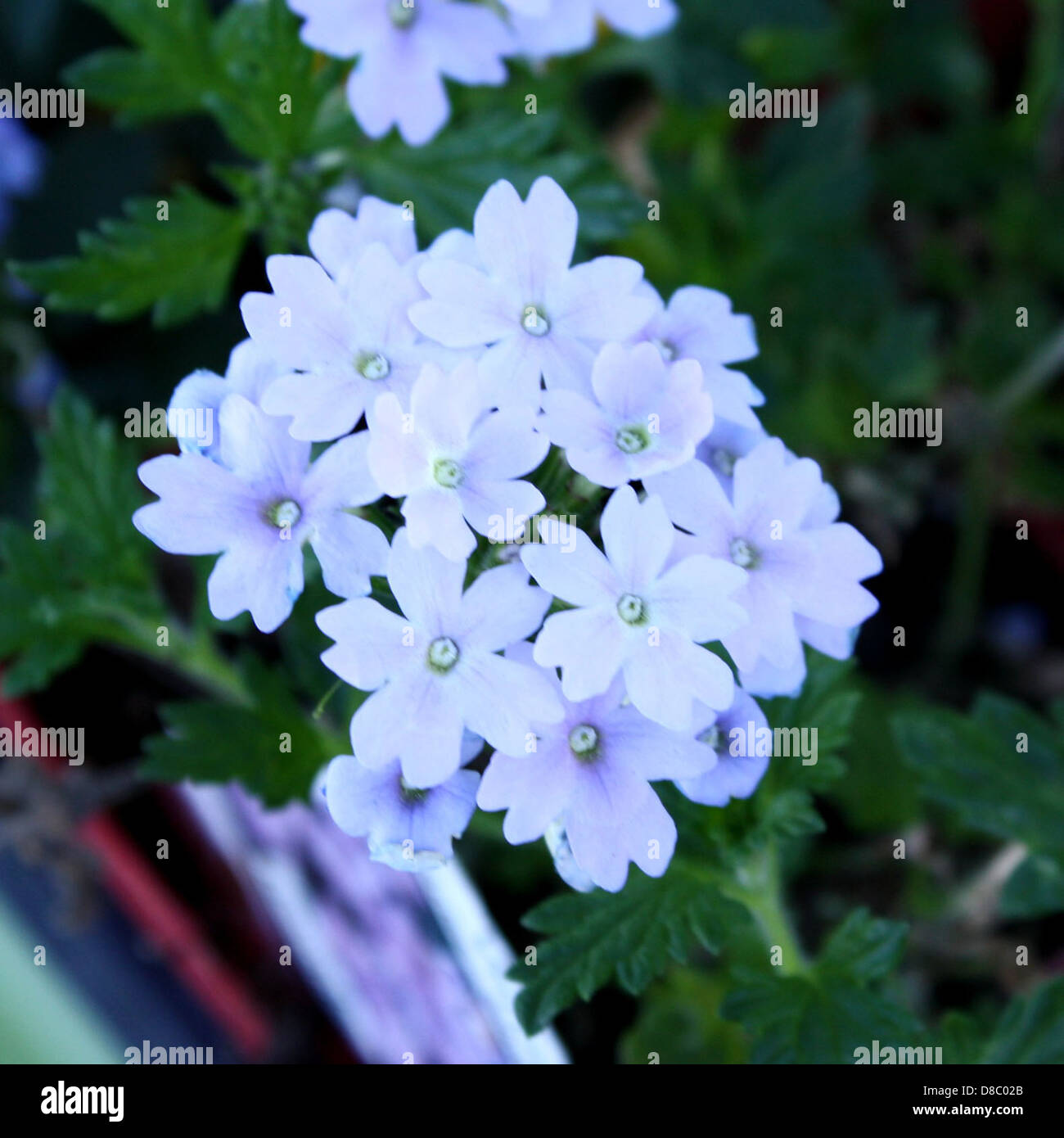 white flowers with hint of purple Stock Photo Alamy
