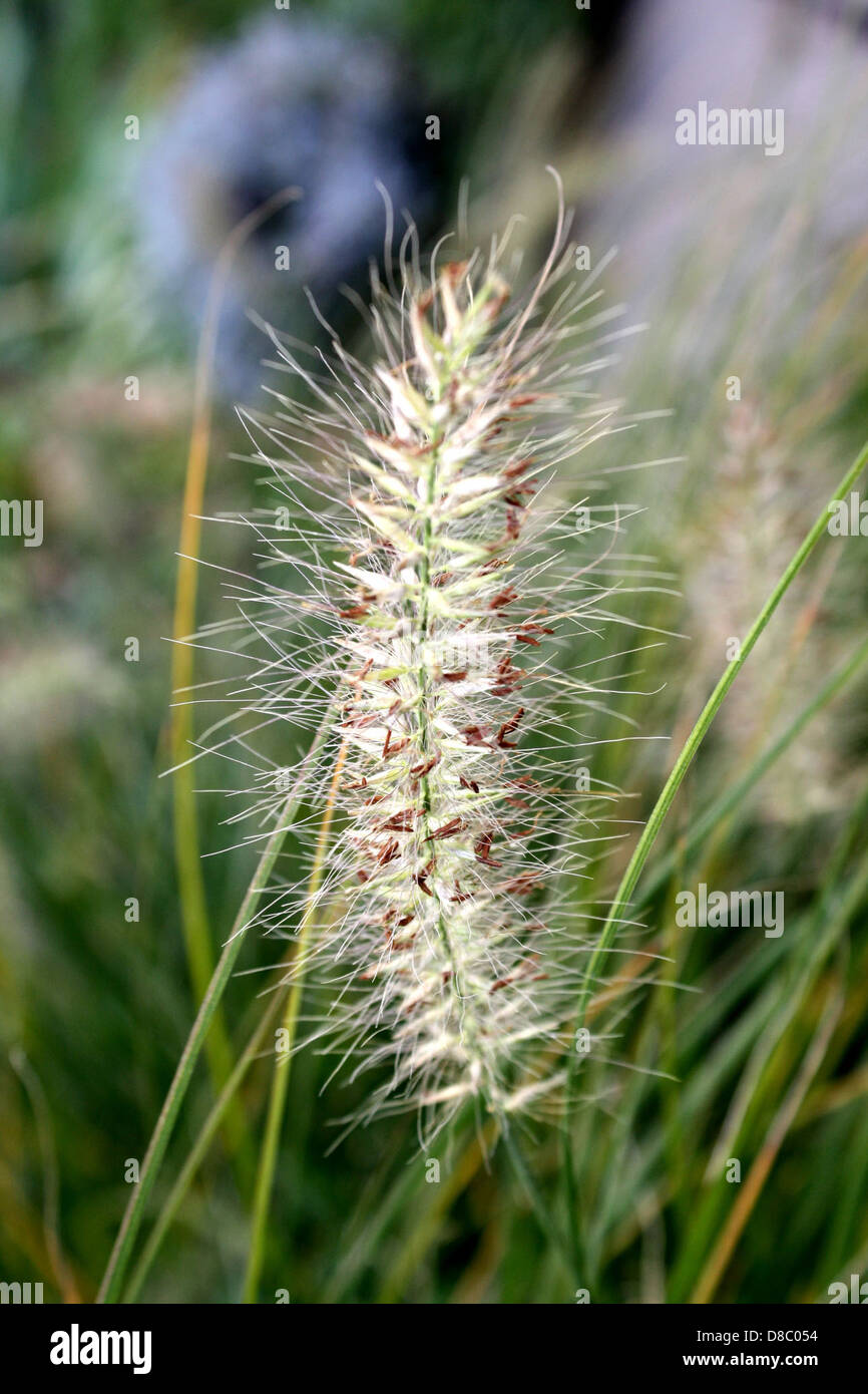 wild grass seeds Stock Photo Alamy