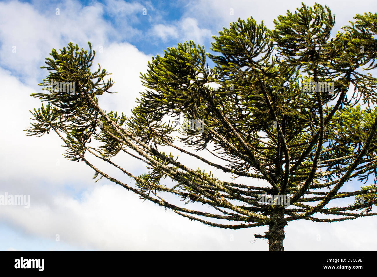 Araucaria (Araucaria angustifolia), a typical pine tree from southern Brazil. Stock Photo