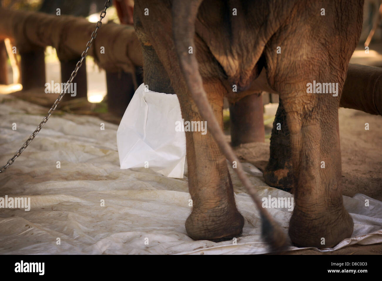 An elephant injured by a landmine, pictured at the 'Friends of the Asian Elephant Hospital' on 27.12.2012 in Lampang in Thailand. Photo: Fredrik von Erichsen Stock Photo