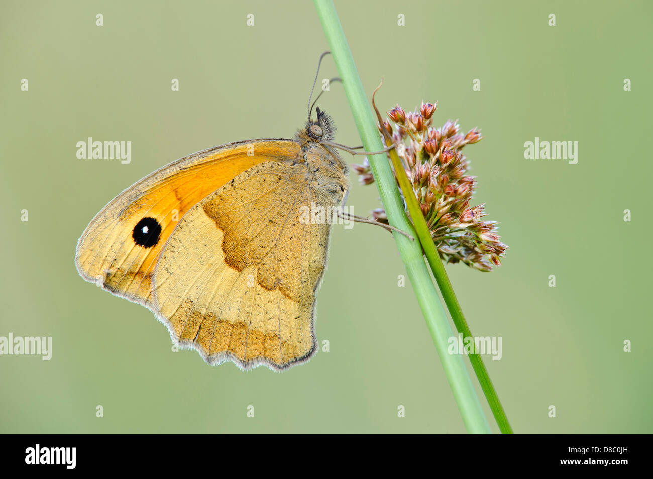 meadow brown, maniola jurtina, goldenstedter moor, lower saxony, germany Stock Photo