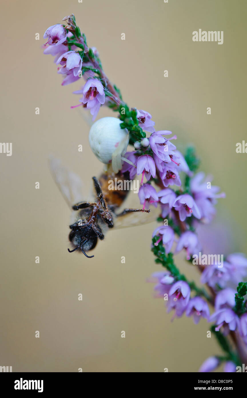 Crab spider (Thomisidae) with bee as prey on common heather (Calluna vulgaris), Pestruper Graeberfeld, Wildeshausen, Stock Photo