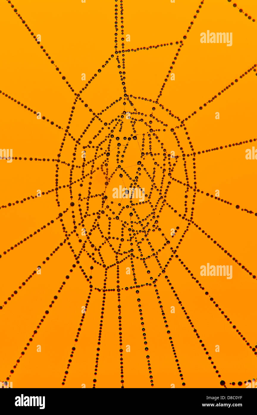 spider's web, germany Stock Photo