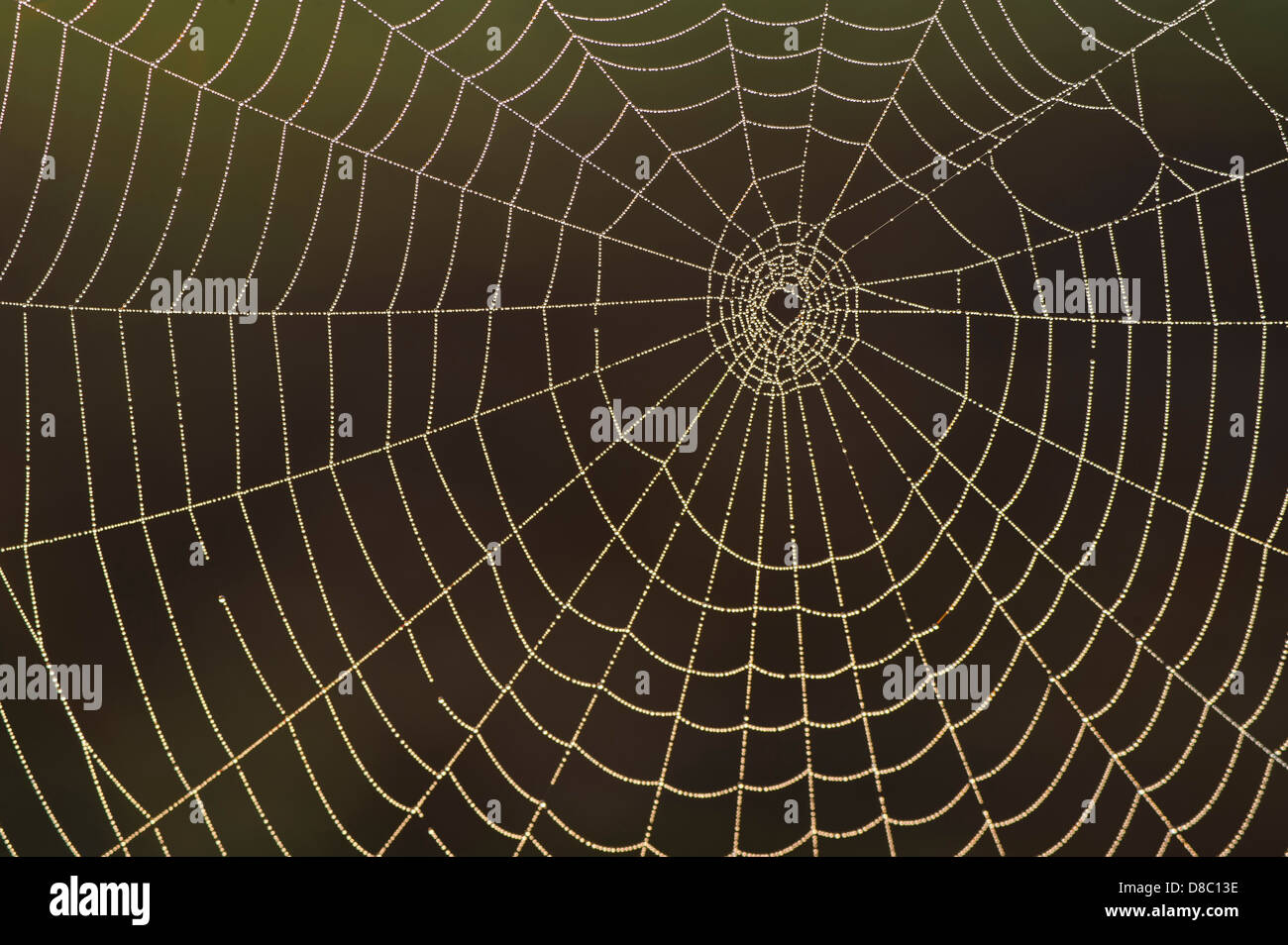 spider's web, germany Stock Photo