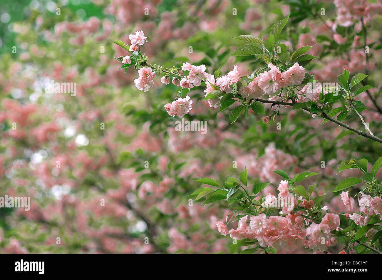 Pink Flowers On A Decorative Tree Stock Photo - Alamy