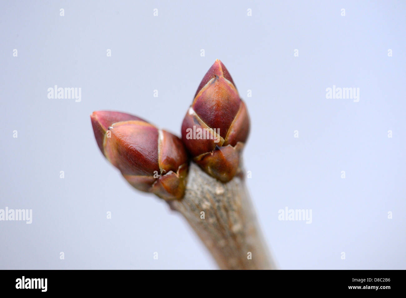 Bud of a flower Stock Photo Alamy