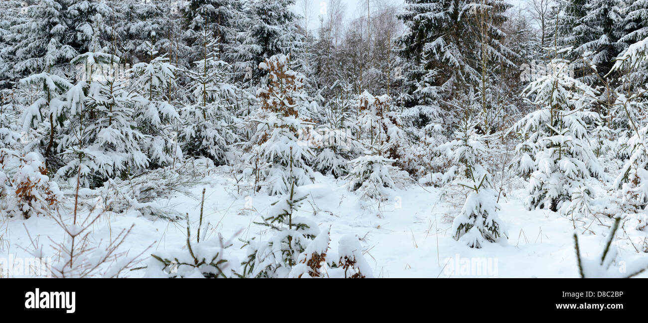 Winter landscape, Upper Palatinate, Bavaria, Germany, Europe Stock Photo