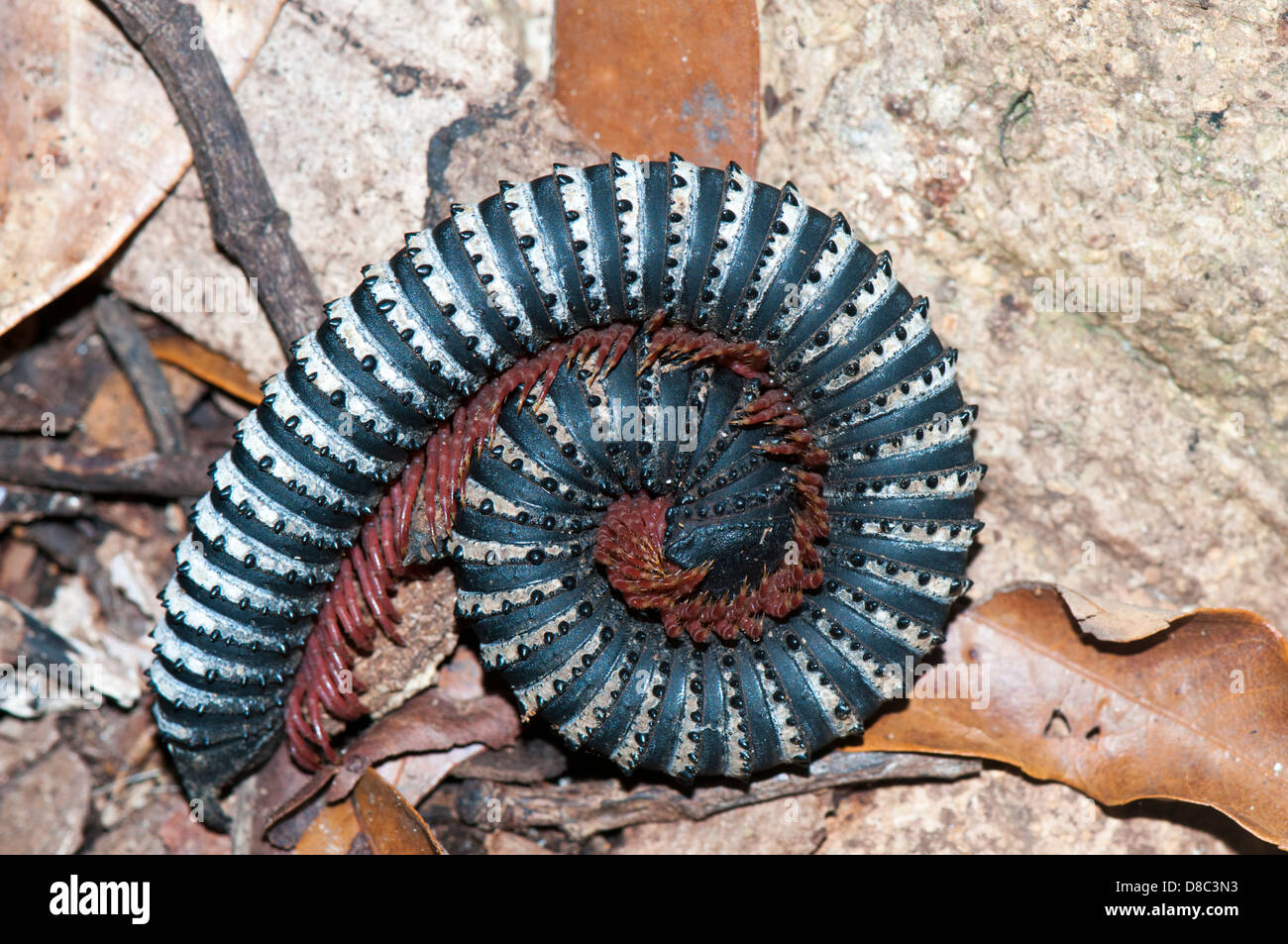 Wild stripped Millipede in western ghats Kerala, India Stock Photo
