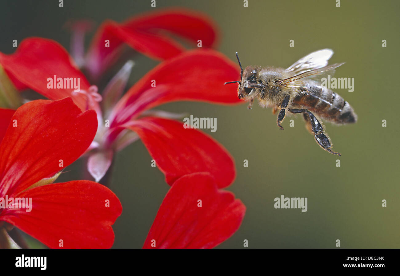 European honey bee (Apis mellifera) flying Stock Photo