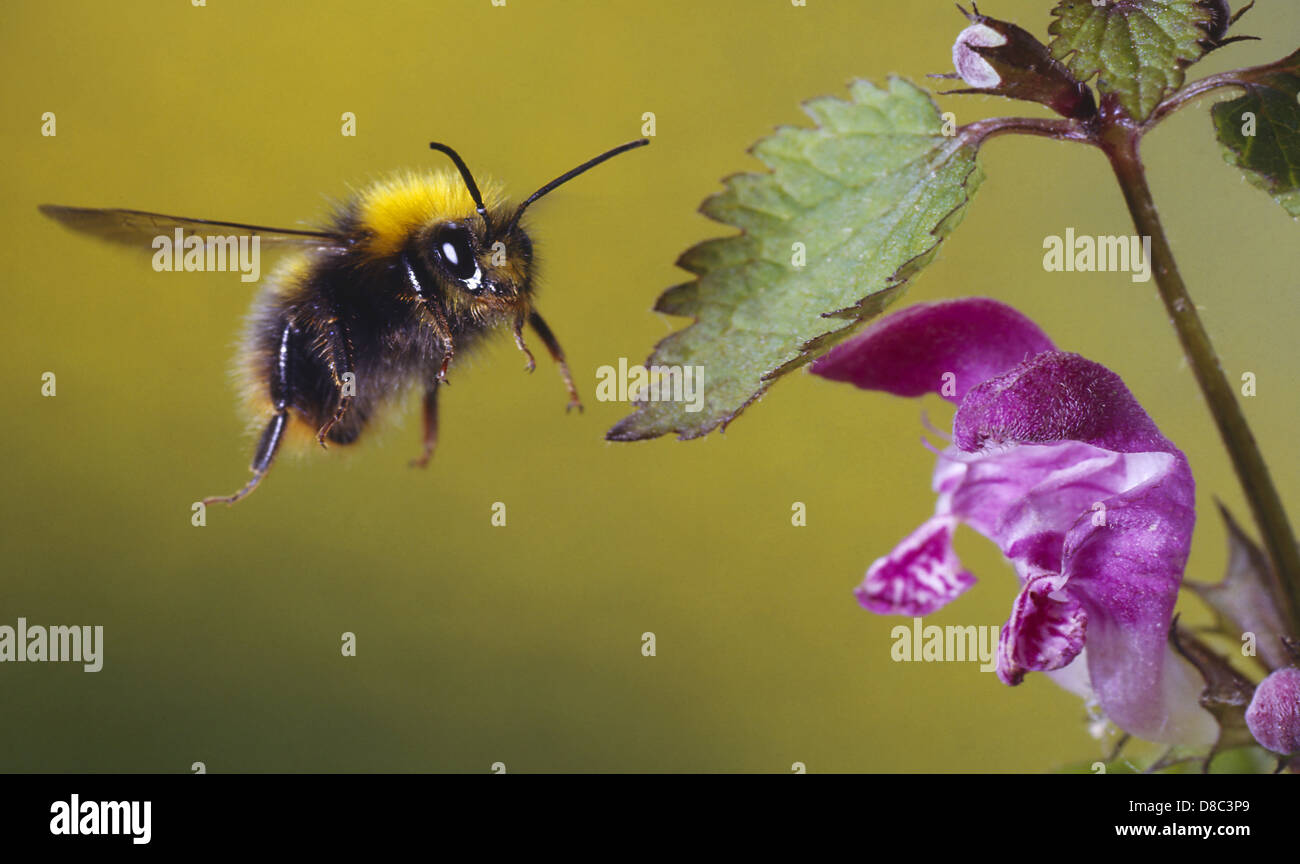 Tree bumblebee (Bombus hypnorum) in flight Stock Photo