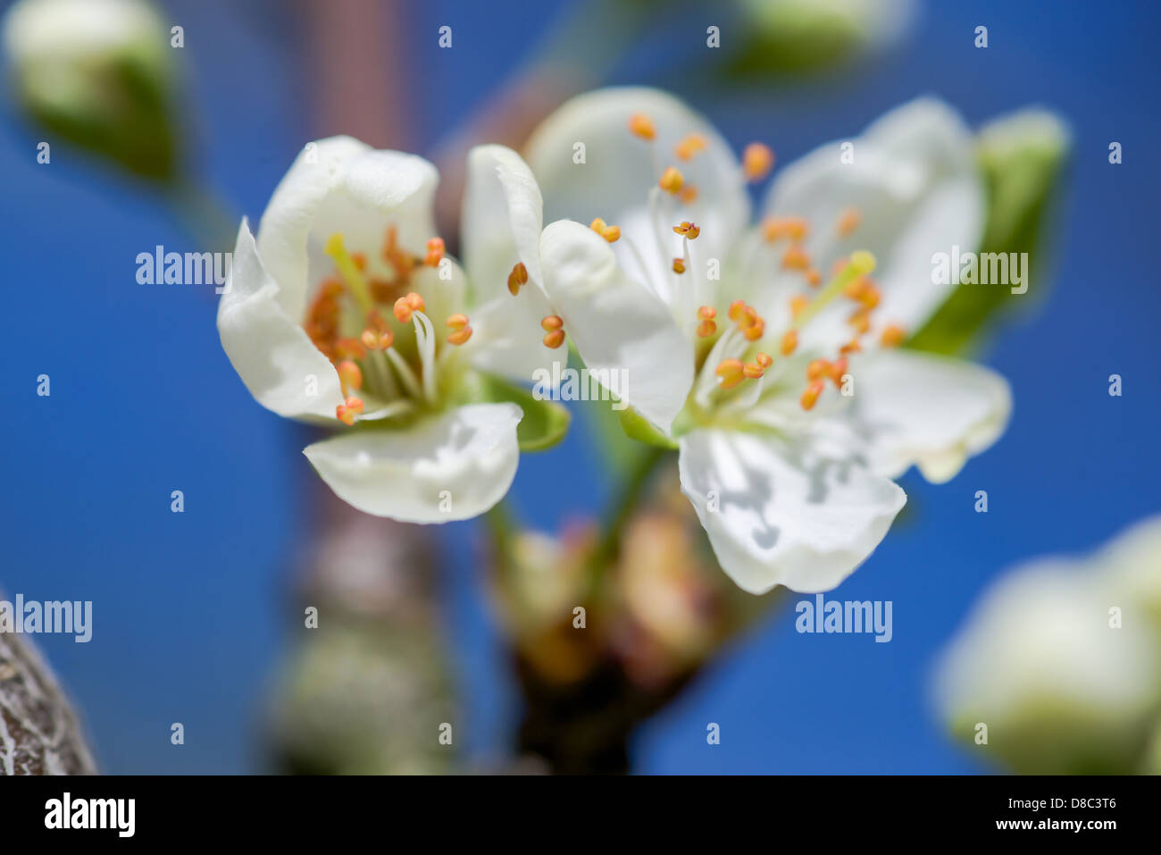 detailed picture of plum blossoms in spring with a clear blue sky in background Stock Photo
