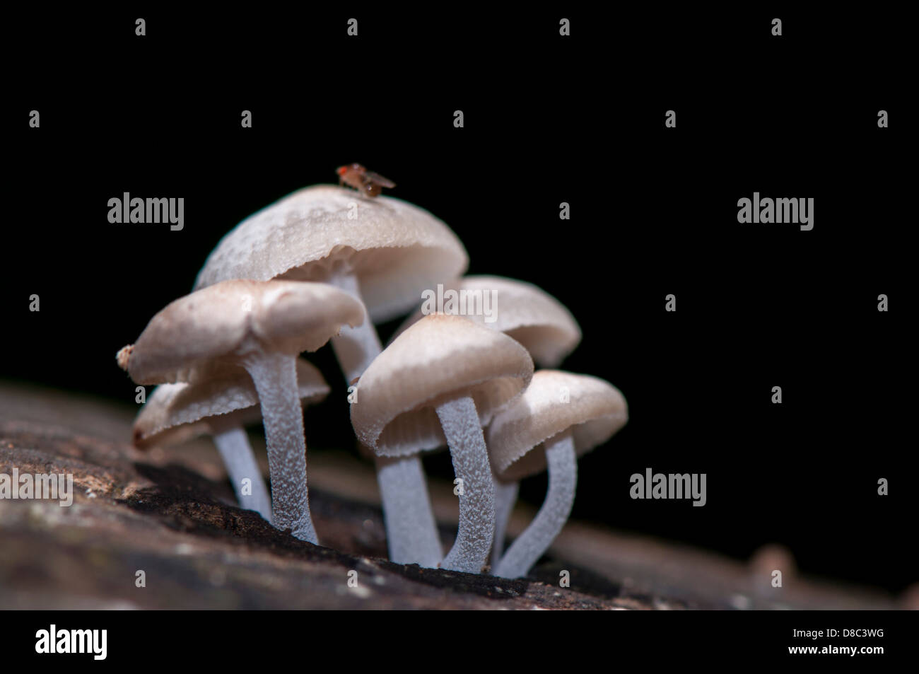 Wild white mushrooms growing in forest, western ghats, Kerala, India Stock Photo