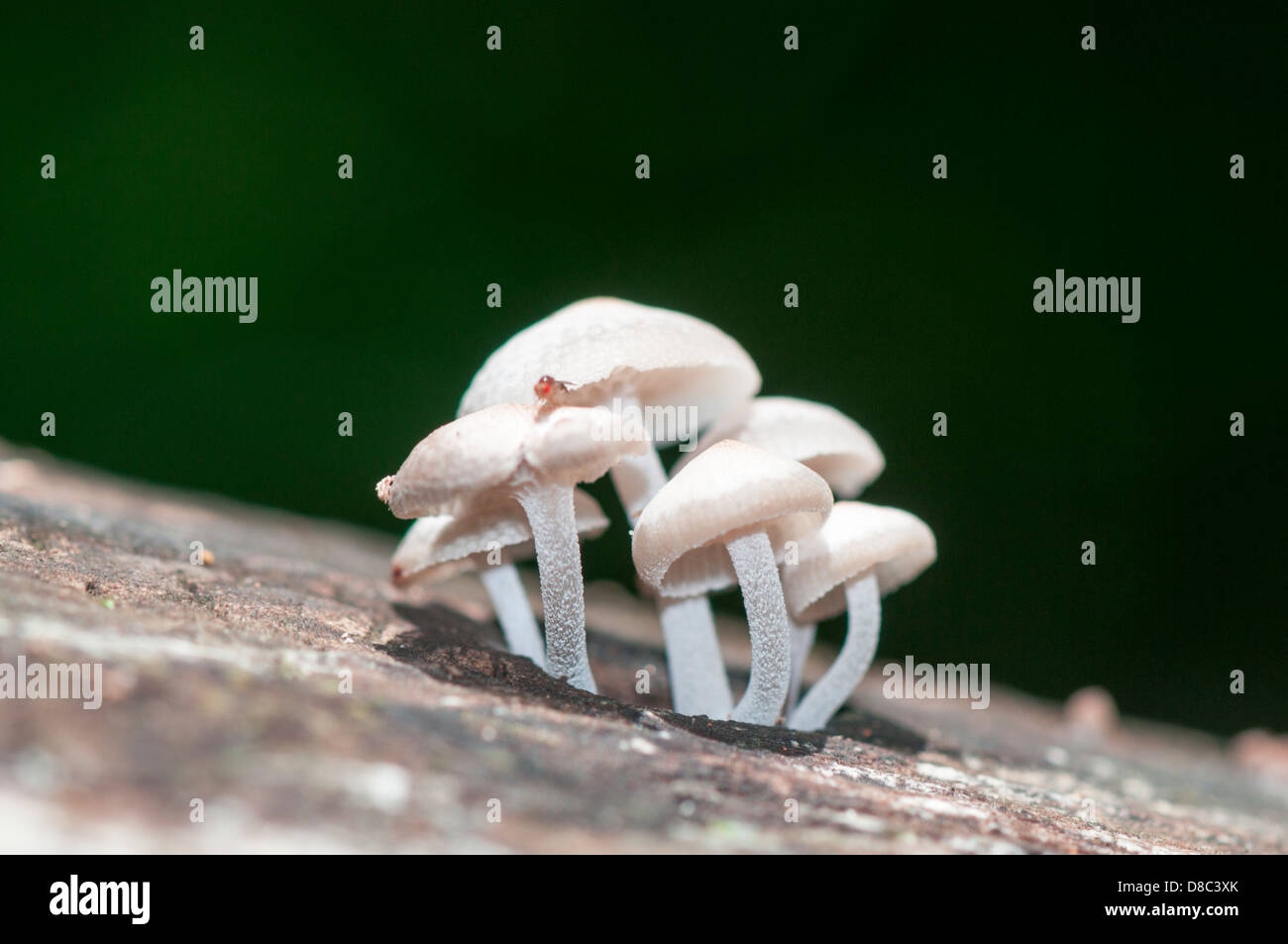 Wild white mushrooms growing in forest, western ghats, Kerala, India